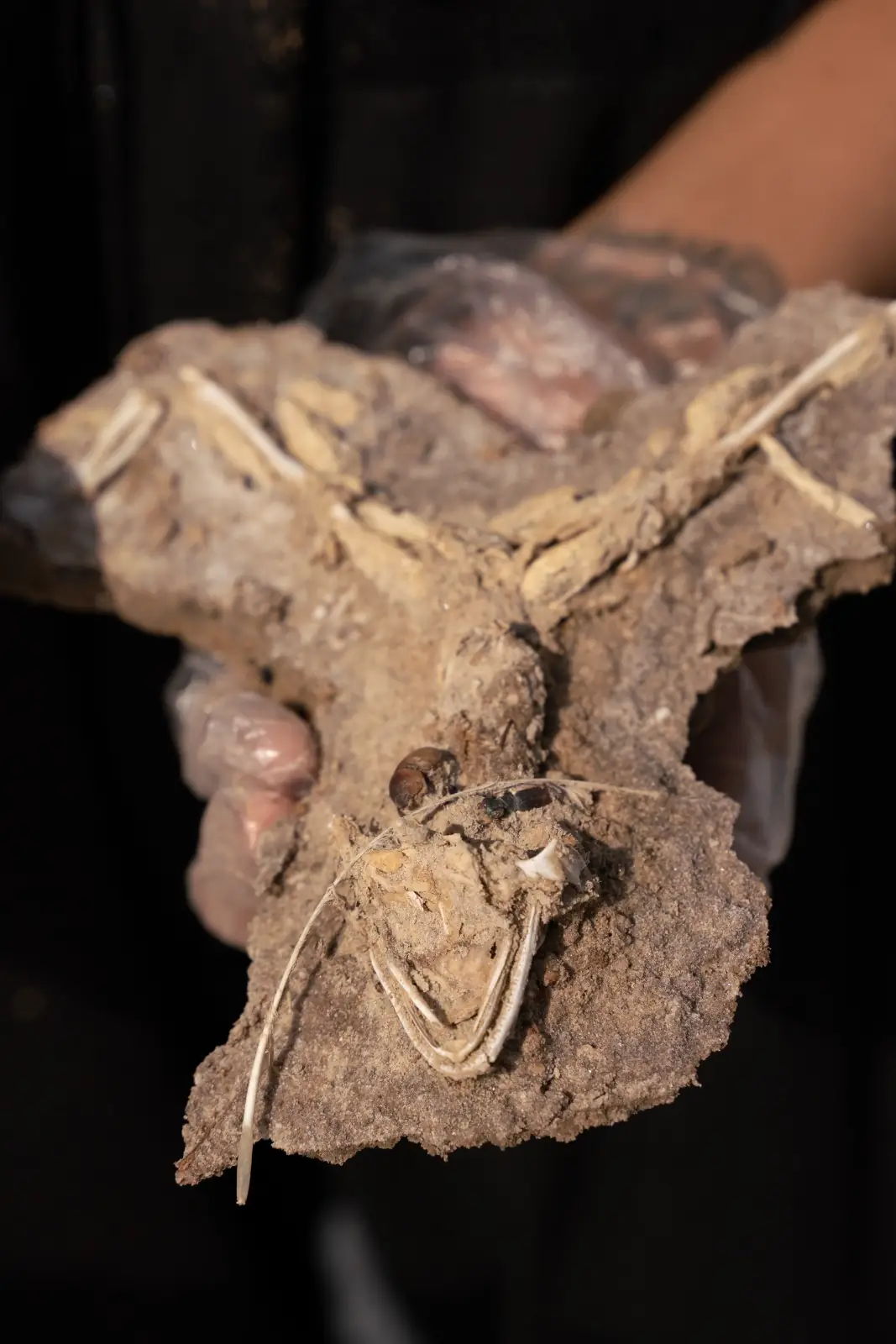 Lunar Analog image 38